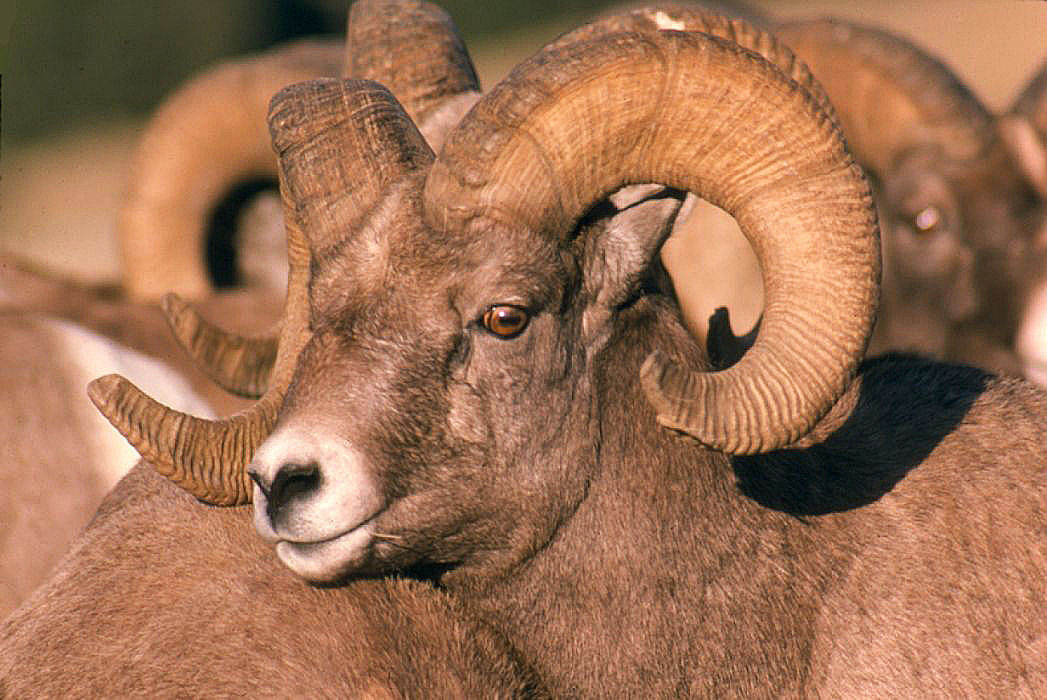 Bighorn sheep